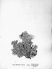 Anaptychia ciliaris ssp. ciliaris image